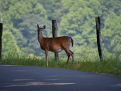Great Smoky Mountains 