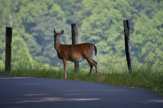 Great Smoky Mountains 