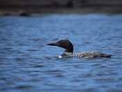 Common Loon of Bass Lake.