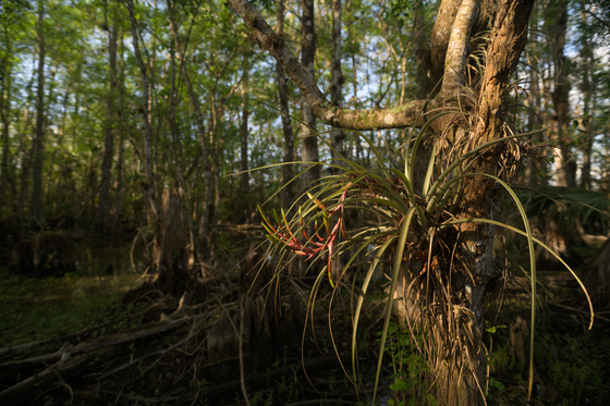 Big Cypress National Preserve