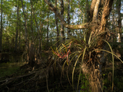 Big Cypress National Preserve