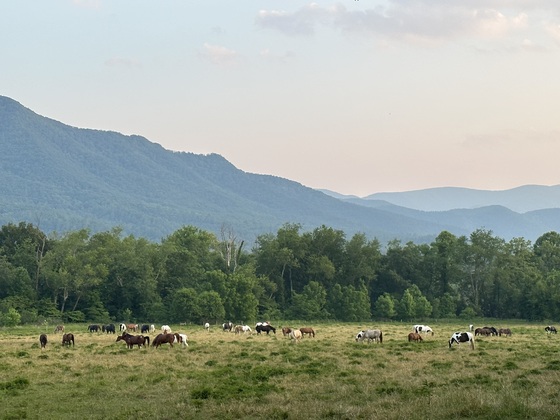 Great Smoky Mountains