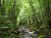 Great Smoky Mountains