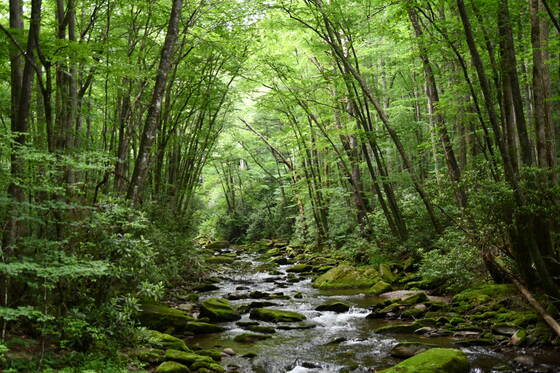 Great Smoky Mountains