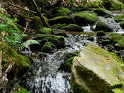 Great Smoky Mountains