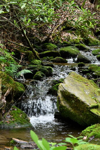 Great Smoky Mountains