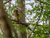 Big Cypress National Preserve