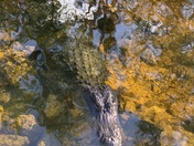 Everglades National Park