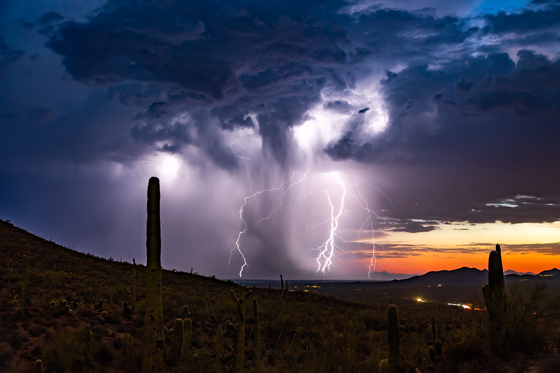 Saguaro National Park
