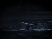 Kenai Fjords National Park