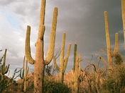 Saguaro National Park