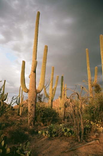 Saguaro National Park