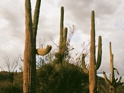 Saguaro National Park