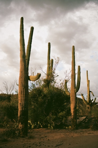 Saguaro National Park