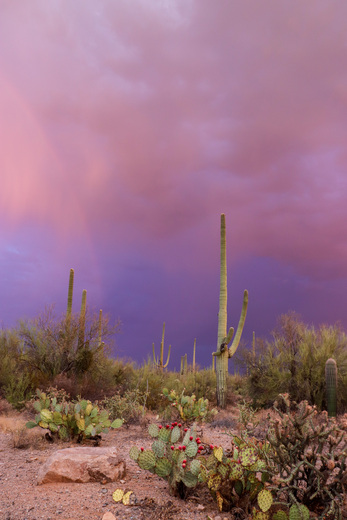 Saguaro National Park