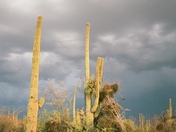 Saguaro National Park
