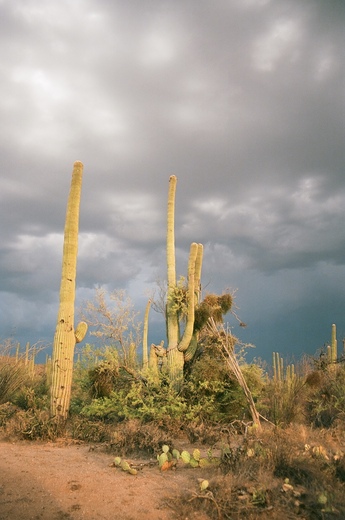 Saguaro National Park