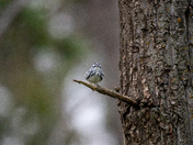 Black and white warbler 