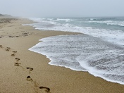 Solitary Beach Walk