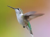 Ruby-throated hummingbird 2023