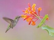 Ruby-throated hummingbird 2023
