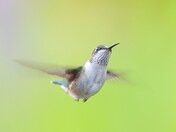 Ruby-throated hummingbird 2023