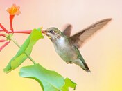 Ruby-throated hummingbird 2023