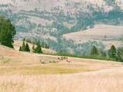 Yellowstone National Park