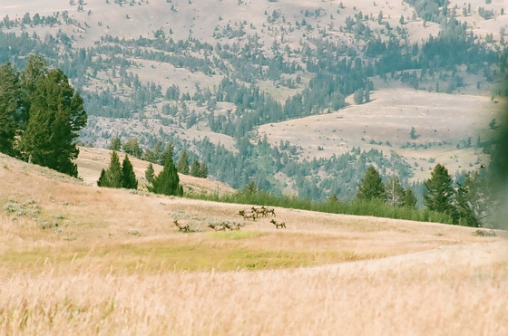 Yellowstone National Park
