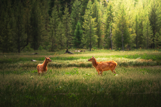 Yellowstone National Park