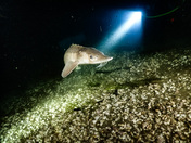Niagara River Sturgeon 