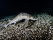 Niagara River Sturgeon 