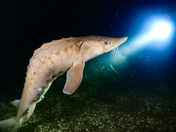 Niagara River Sturgeon 