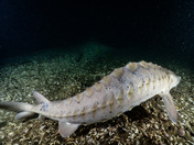 Niagara River Sturgeon 