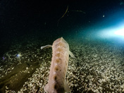 Niagara River Sturgeon 