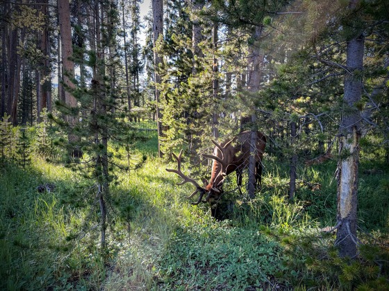 Yellowstone National Park
