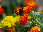 Red Admiral #2