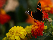Red Admiral Butterfly (top view)