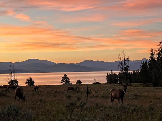 Lake Yellowstone