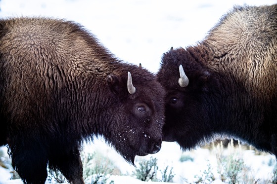 Yellowstone National Park