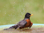 Robin at the Splash Pad