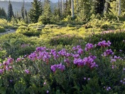 Mount Rainier National Park