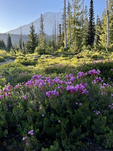 Mount Rainier National Park