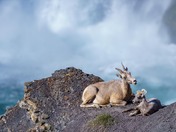 Ram & Kid -Living on the Edge.