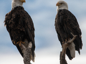 Lower Klamath National Wildlife Refuge