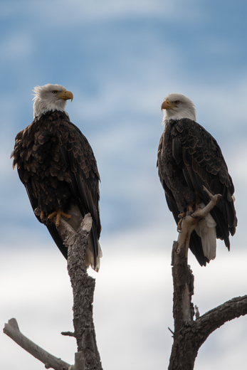 Lower Klamath National Wildlife Refuge
