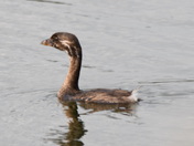 Pied Billed Grebe