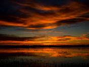 Cosumnes River Preserve