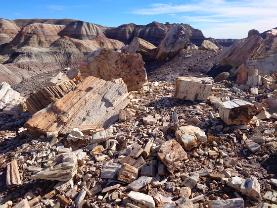 Petrified Forest 