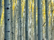 Inner Basin Trail